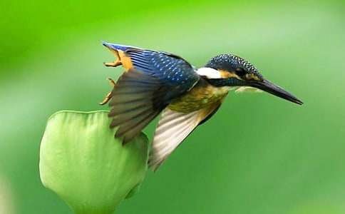 翠鳥(niǎo)作文400字(通用22篇)