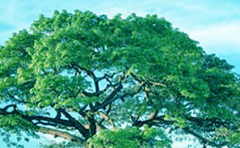 ��ľ�B(ni��o)�ʹ��(sh��)ͯԒ(hu��)����10ƪ