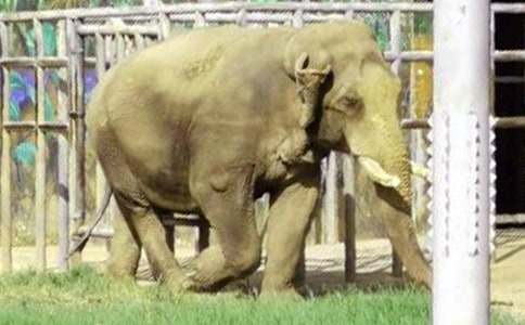 【必備】大象童話(huà)作文8篇