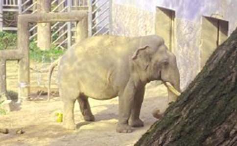 大象童話(huà)作文600字合集五篇