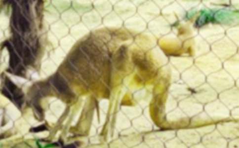 ���С����ͯԒ(hu��)����