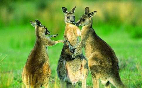 ���󋌋���С����300������