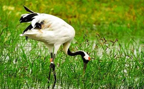 丹頂鶴作文400字(通用17篇)