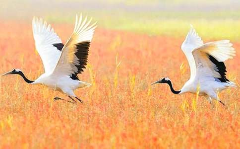 丹頂鶴的第二故鄉作文450字