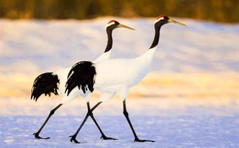 關(guān)于丹頂鶴作文600字四篇