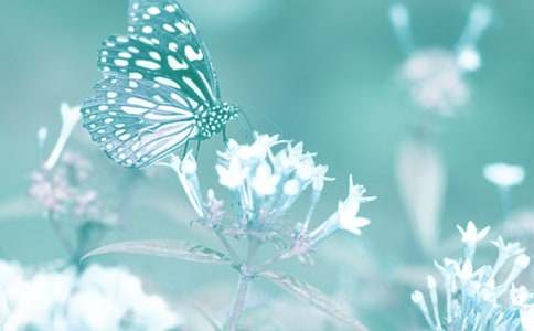 保護動(dòng)植物作文5篇