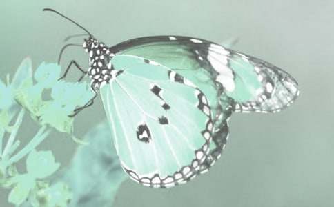 觀(guān)察動(dòng)植物作文500字