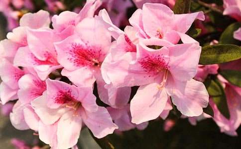 爺爺杜鵑花開(kāi)了作文