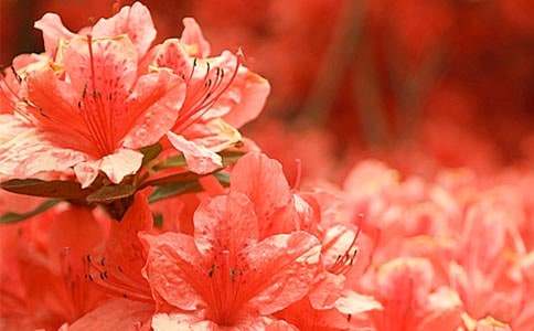 �^(gu��n)����N������7ƪ