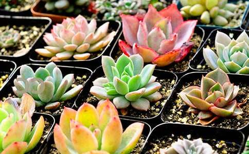 多肉觀(guān)察日記五百范文