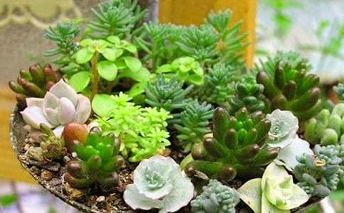 描寫(xiě)多肉的作文經(jīng)典(15篇)