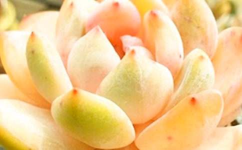 ��������600����ƪ