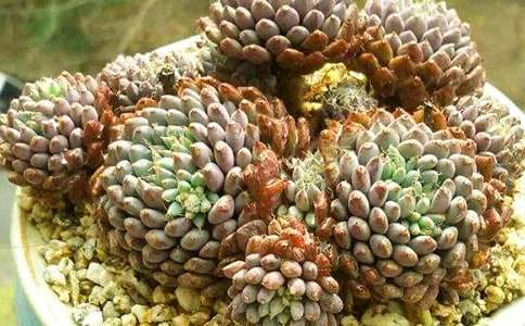 ����Ķ�������