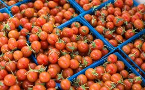 六年級番茄觀(guān)察日記500字