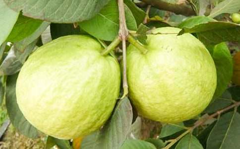 介紹番石榴的說(shuō)明文