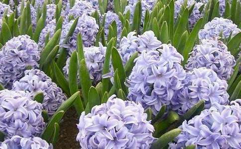 風(fēng)信子的記憶初三作文