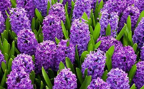 美麗的風(fēng)信子作文(精選30篇)