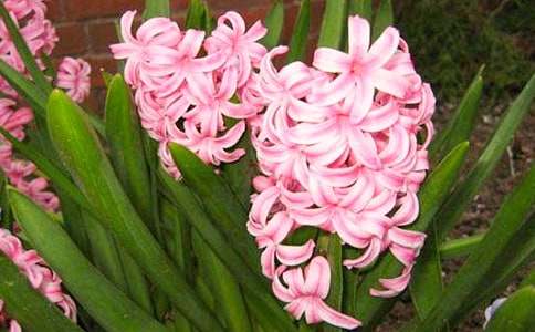 我的風(fēng)信子作文(精選25篇)