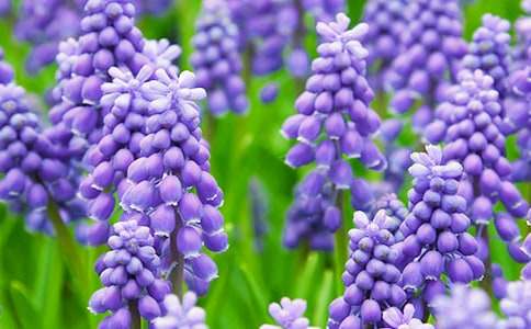 描寫(xiě)風(fēng)信子的作文范文(通用15篇)