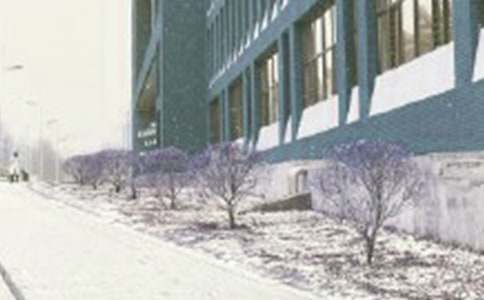 這場(chǎng)暴風(fēng)雪作文