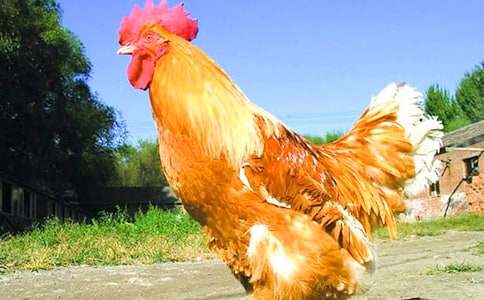 �����u�ڵĹ��u�����Z(y��)�Ի��(d��ng)�̰�