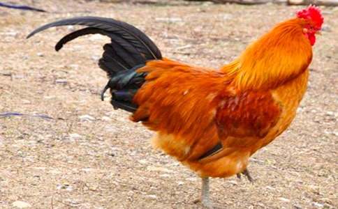 �茑(xi��)���u�����ģ�ͨ��14ƪ��