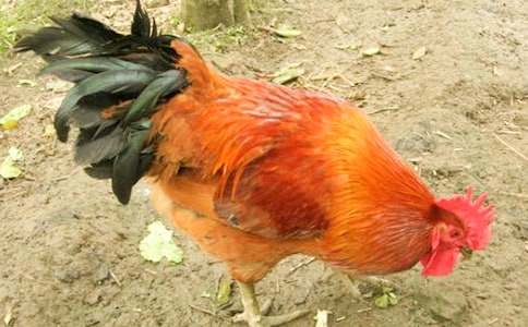 ����Z(y��)�Խ��u�ڵĹ��u