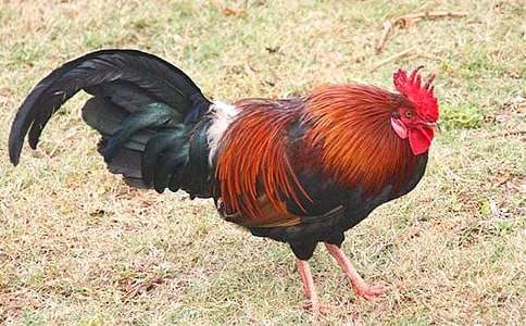 �����u�ڵĹ��u������Z(y��)�Խ̰����(d��ng)