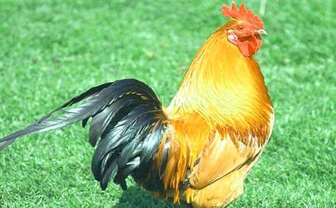 �а���w�����(d��ng)�̰�:��ϲ�gС���u