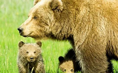 ��ֻ�����ܴ��̰�