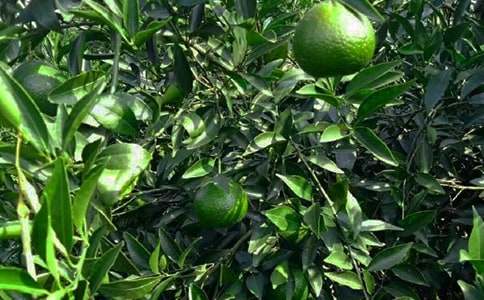 果園的變遷初一作文