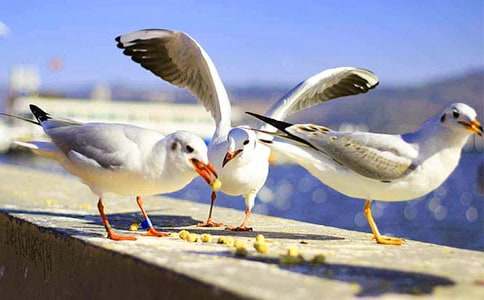 三年級看圖寫(xiě)作文海鷗(精選20篇)