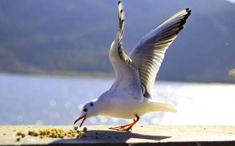 ���t���ķ��ģ����x28ƪ��