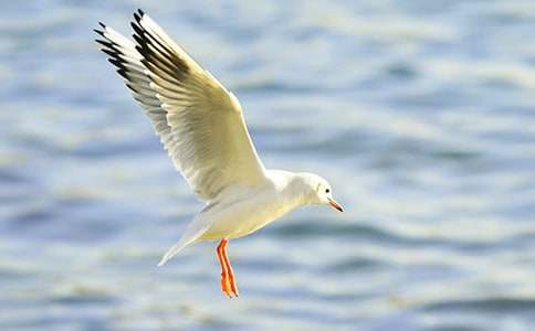 海鷗的理想作文