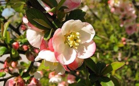 我心中的海棠作文10篇