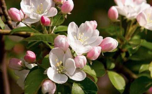 ★我心中的海棠作文