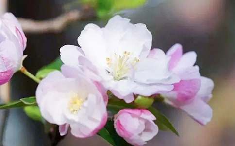 我心中的海棠作文4篇