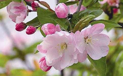 像鐵海棠那樣生活初三作文