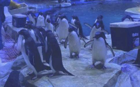 ʥ�����󹫈@��ӛ����