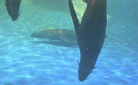 去海洋公園玩600字作文