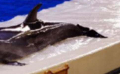 海豚大戰鯊魚(yú)-1200字作文