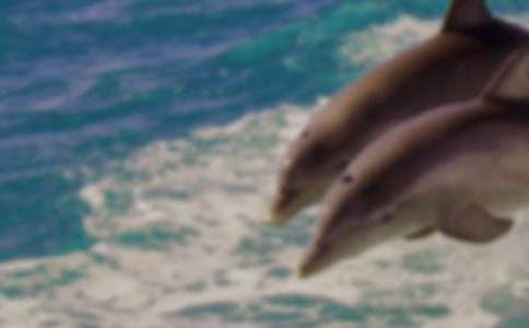 冰藍色的海豚夢(mèng)五年級作文800字