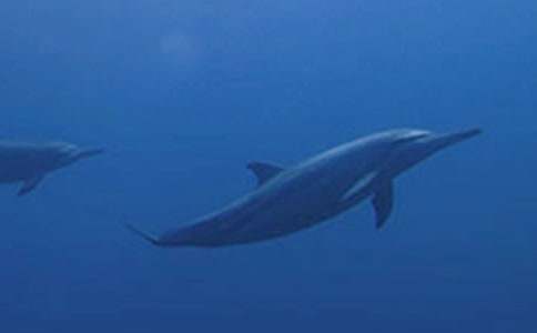 С����ͯԒ(hu��)��������