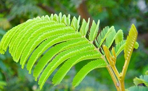 我家的含羞草作文600字(精選16篇)