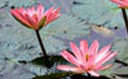 介紹荷花的作文200字