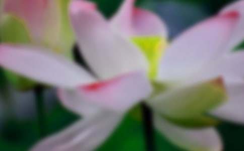 南苑的荷花作文500字