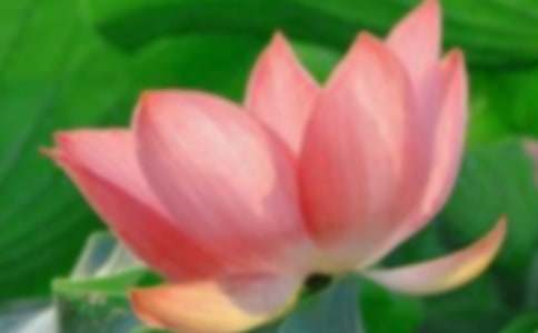 【熱門(mén)】夏日的荷花作文45篇