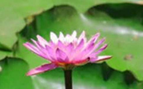 �ɻ��n�ľ�Ʒ�̰��OӋ