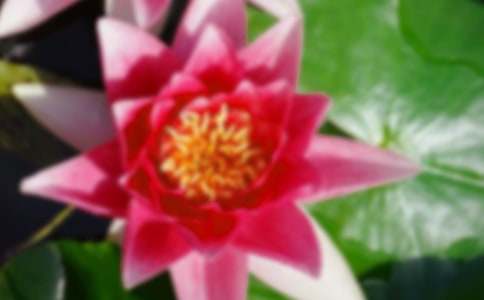 夏日里的荷花抒情作文(精選28篇)