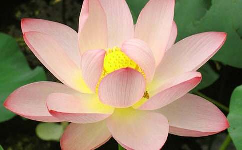 2017描寫(xiě)荷花的作文600字